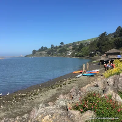 view of WaterTreks EcoTours kayak group putting in to the Russian River at Cafe Aquatica in Jenner, California