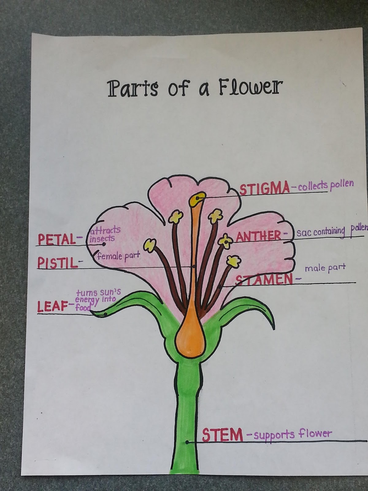 The Third Grade Learning Spot Plentiful Plants & Amazing Adverbs