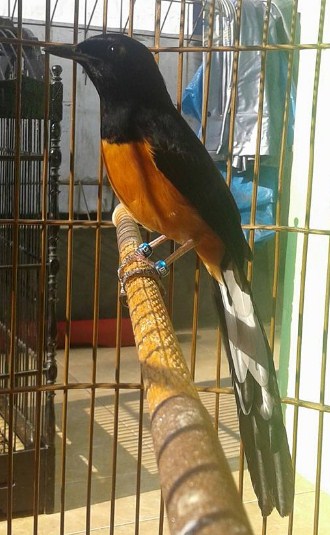 Burung Ocehan Petarung Yang Memiliki Gaya Tarung Terbaik No 1