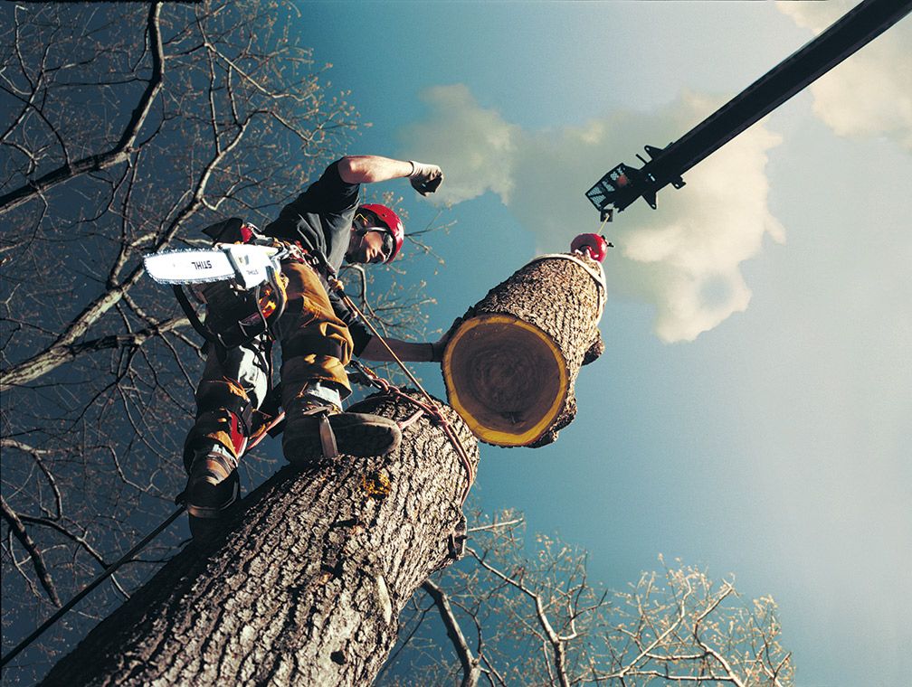 Tree Removal Kelowna Why You Need An Arborist For Your Next Tree Removal