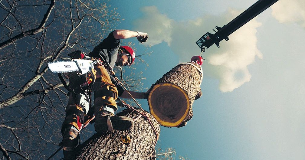 Tree Removal Kelowna Why You Need An Arborist For Your Next Tree Removal