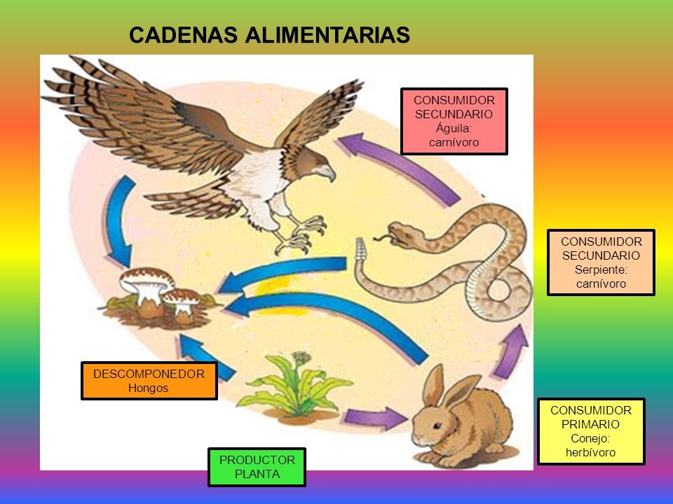 cadenas alimentarias guia etica valores y transformacion del entorno cadenas alimentarias guia etica valores y transformacion del entorno