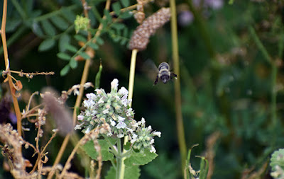 Bee flying