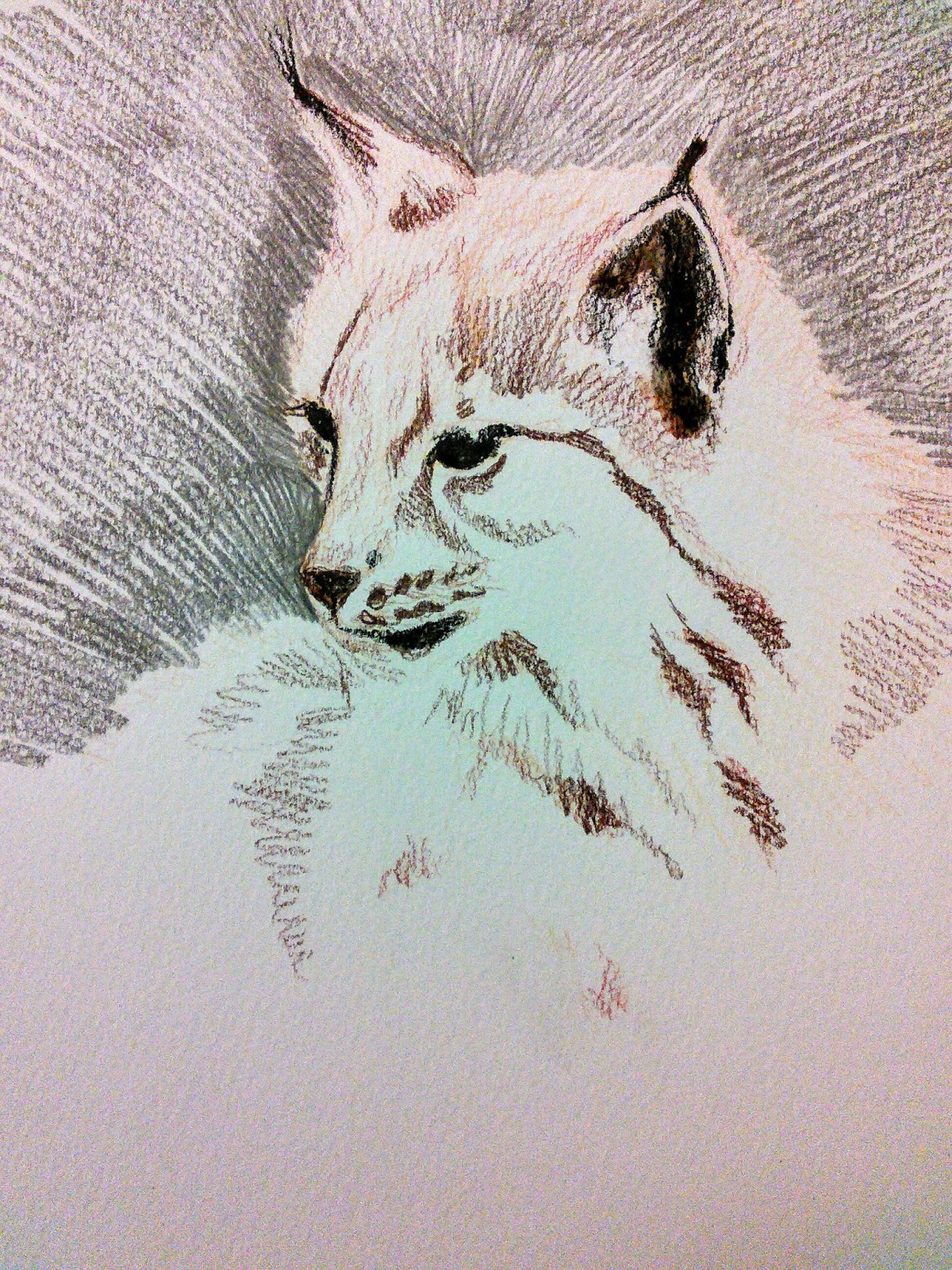 Create A Drawing A Day Wildcat