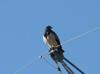 COA Tintica: SALIDA DE CAMPO EN LA ESTEPA PATAGÓNICA