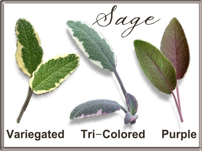 Three Varieties of Sage Three Varieties of Sage