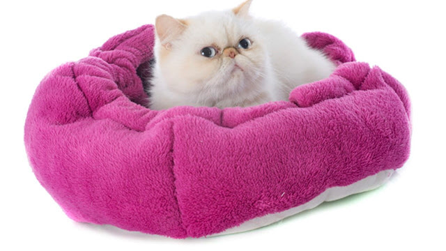 Un gatito persa en una almohadón.
