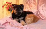 Kitten and pupies HD