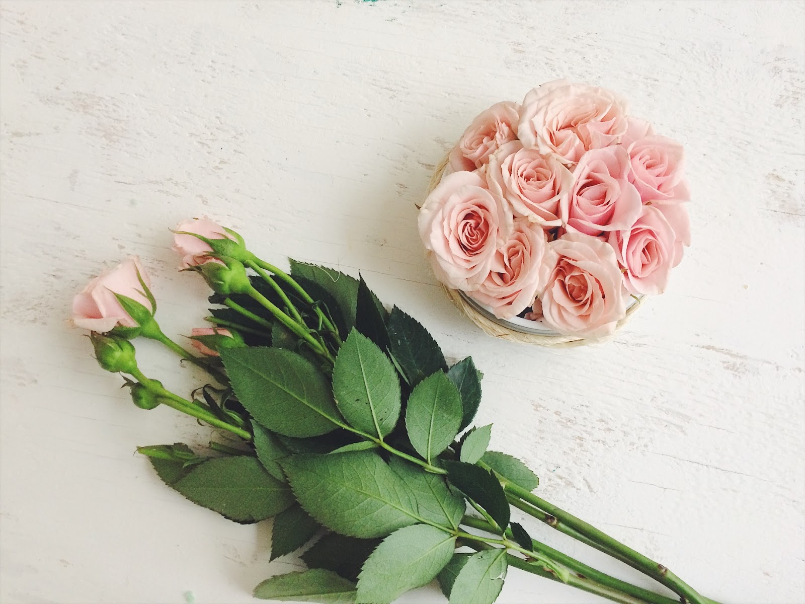 White Rose Flower Garden Amazing Wallpapers