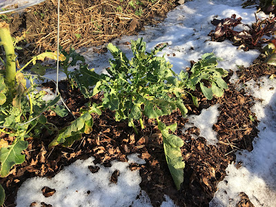gardening in the snow - broccoli