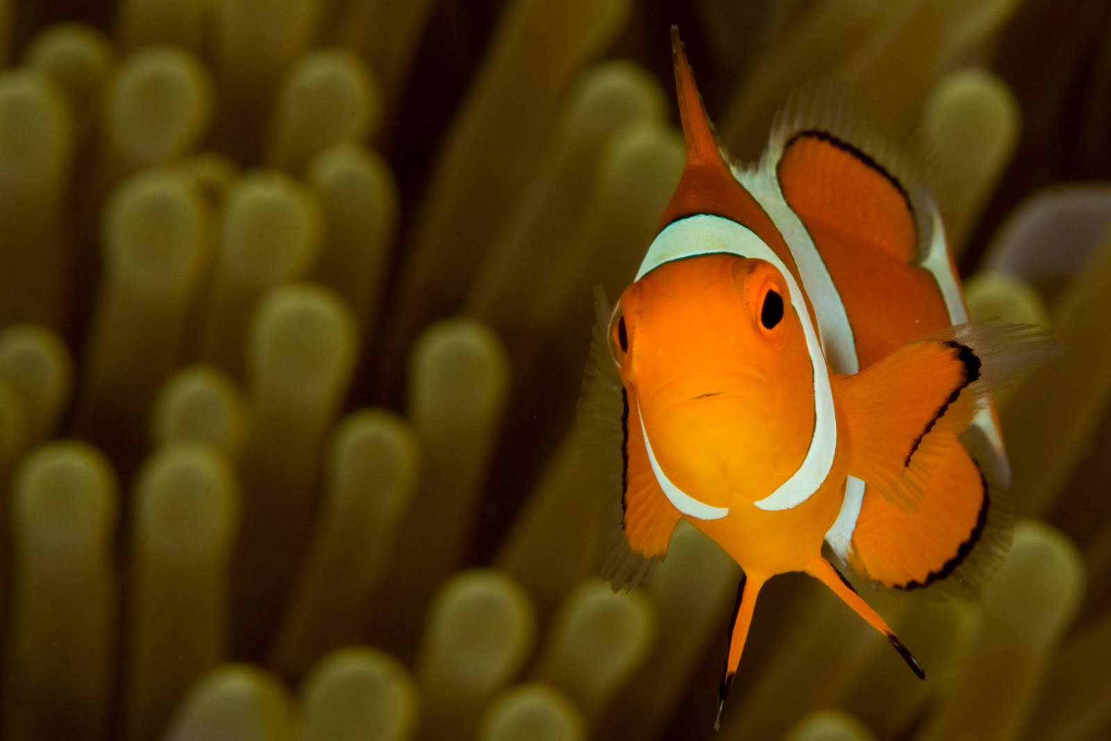 life of clownfish life