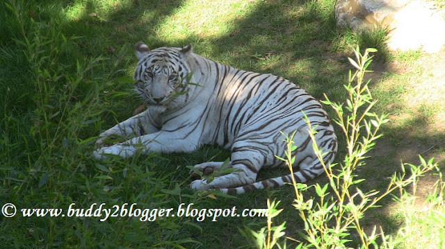 White Tiger Cincinnati Zoo and Botanical Garden