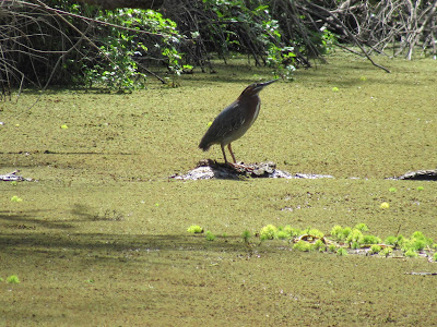 green heron