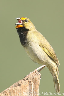 Yellow-faced Grassquit