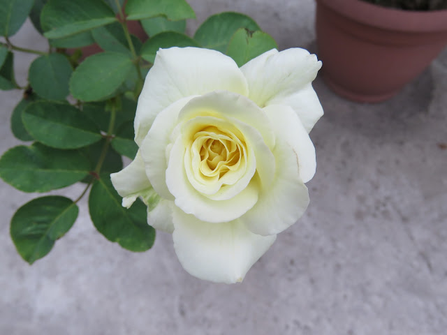 White Rose