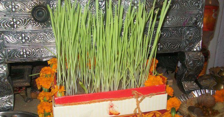 Harela drawing picture