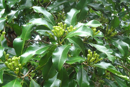 Ciri Ciri Pohon Cengkeh (Syzygium aromaticum) Di Alam Liar