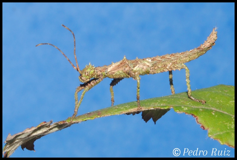 Ninfa macho L1 de Haaniella erringtoniae, 3 cm de longitud Ninfa macho L1 de Haaniella erringtoniae, 3 cm de longitud
