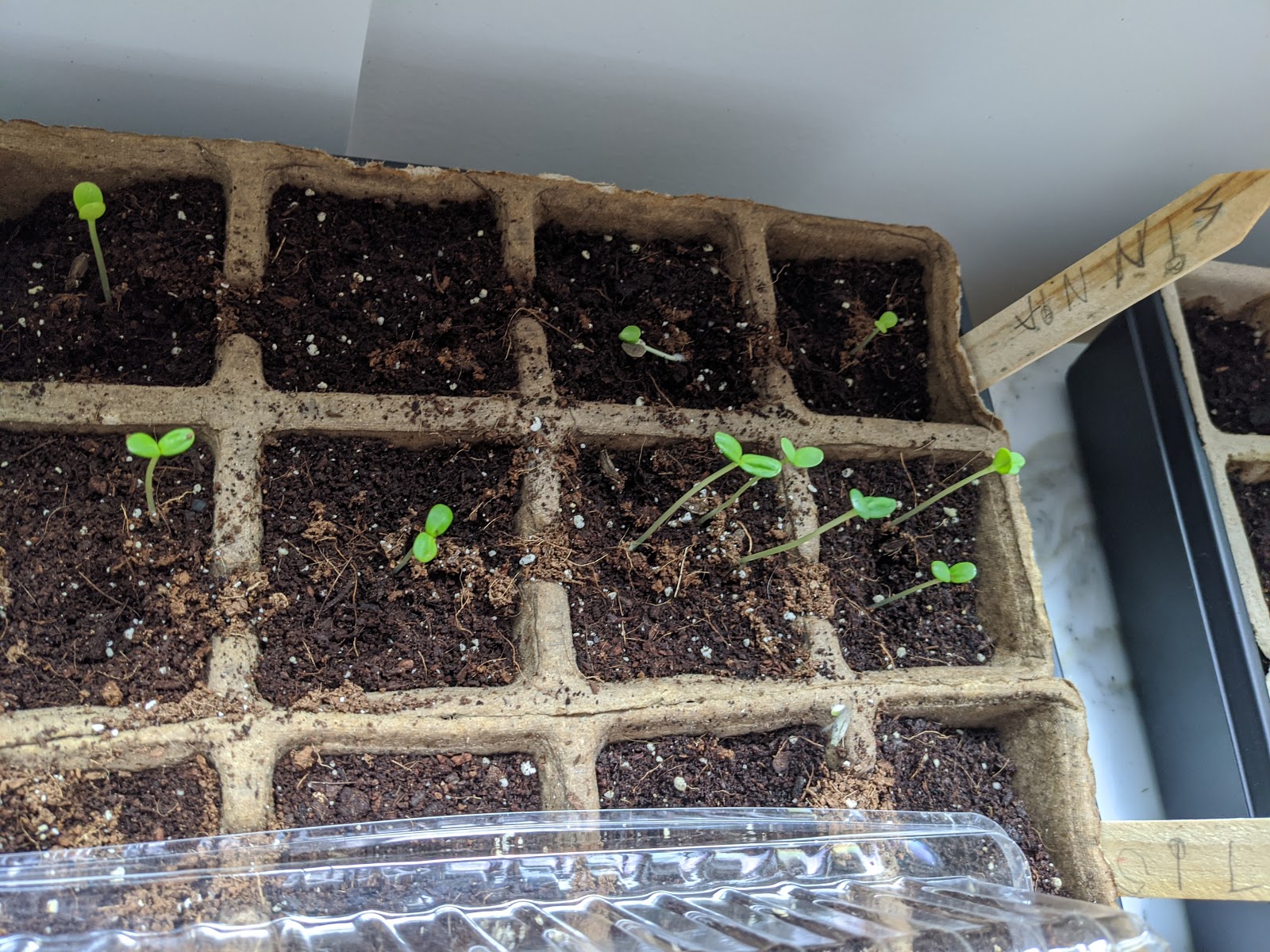 Cut and Come Again Zinnia Indoor Seed Germination April 2020