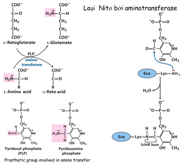 UDPNアセチルムラミン酸デヒドロゲナーゼ UDPNacetylmuramate dehydrogenase