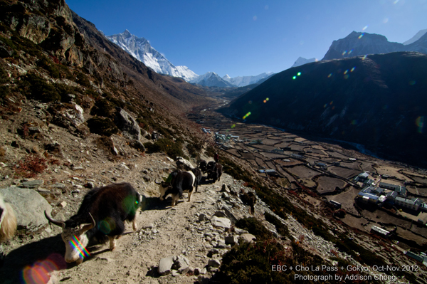 Yak Above Dingboche farmland