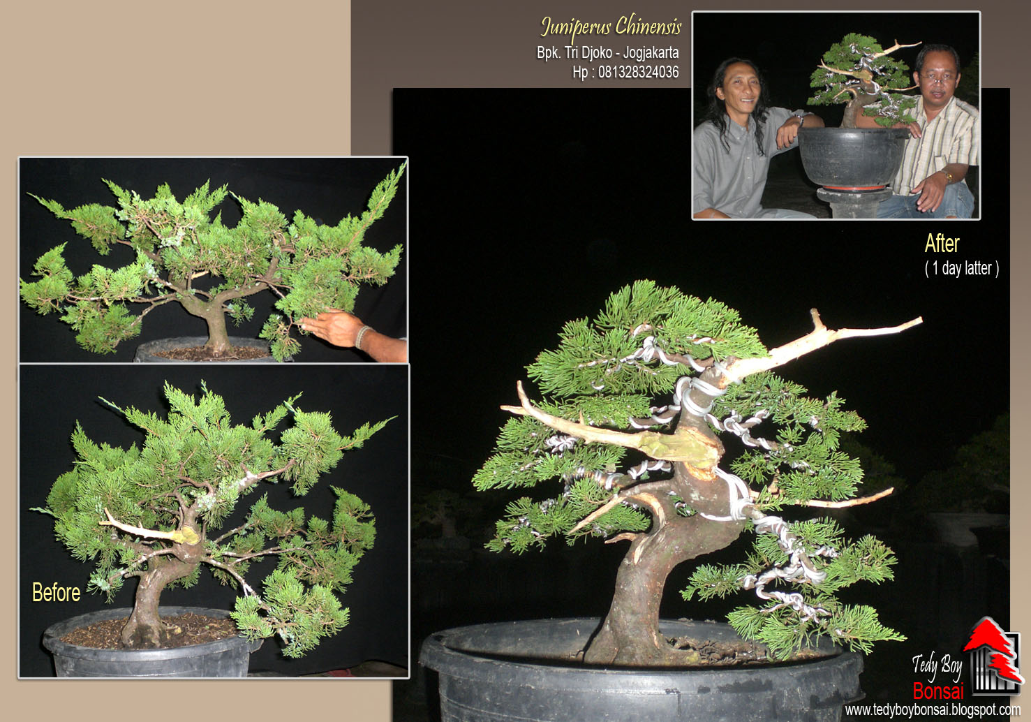 Bonsai Tedy Boy Bonsai Bali INDONESIA europe usa america european JAPAN