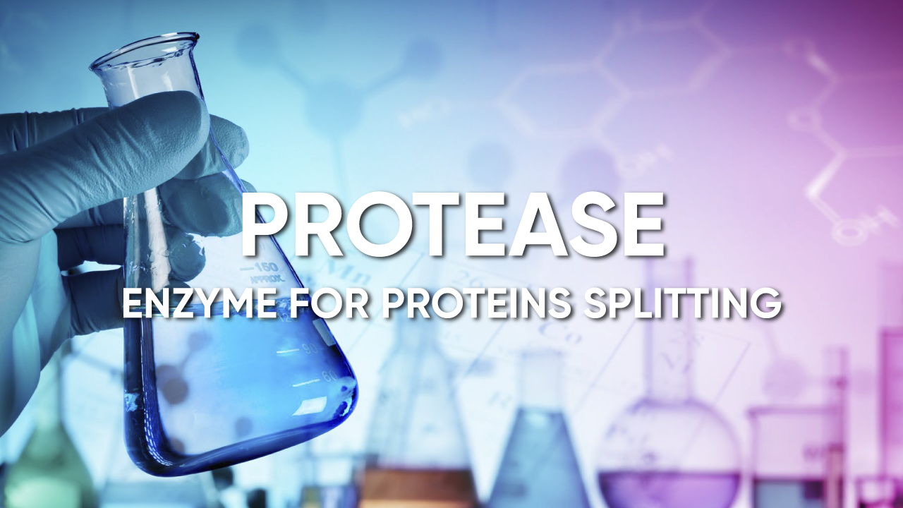 Protease ENZIM enzyme for proteins splitting