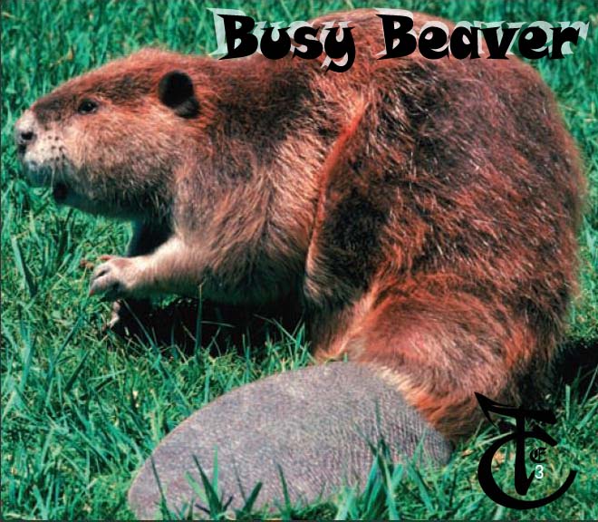 Busy Beaver The English Camp