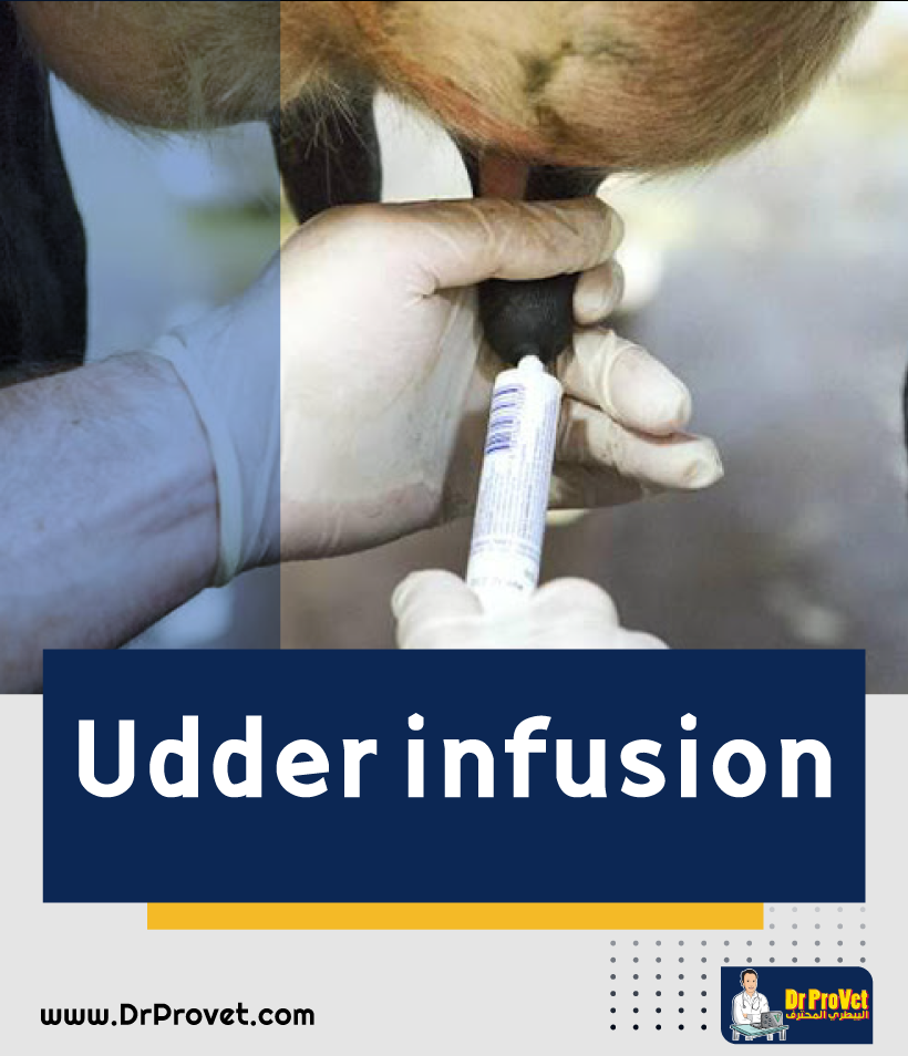 Diagnosis of mastitis in dairy cows