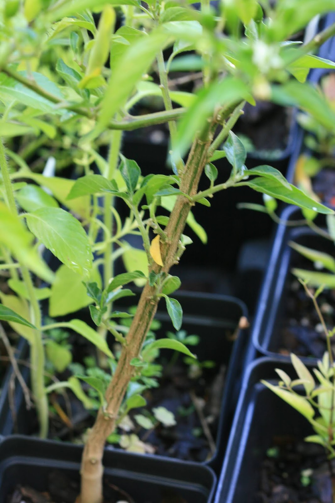 Native Florida Wildflowers Bird Pepper Capsicum annuum var