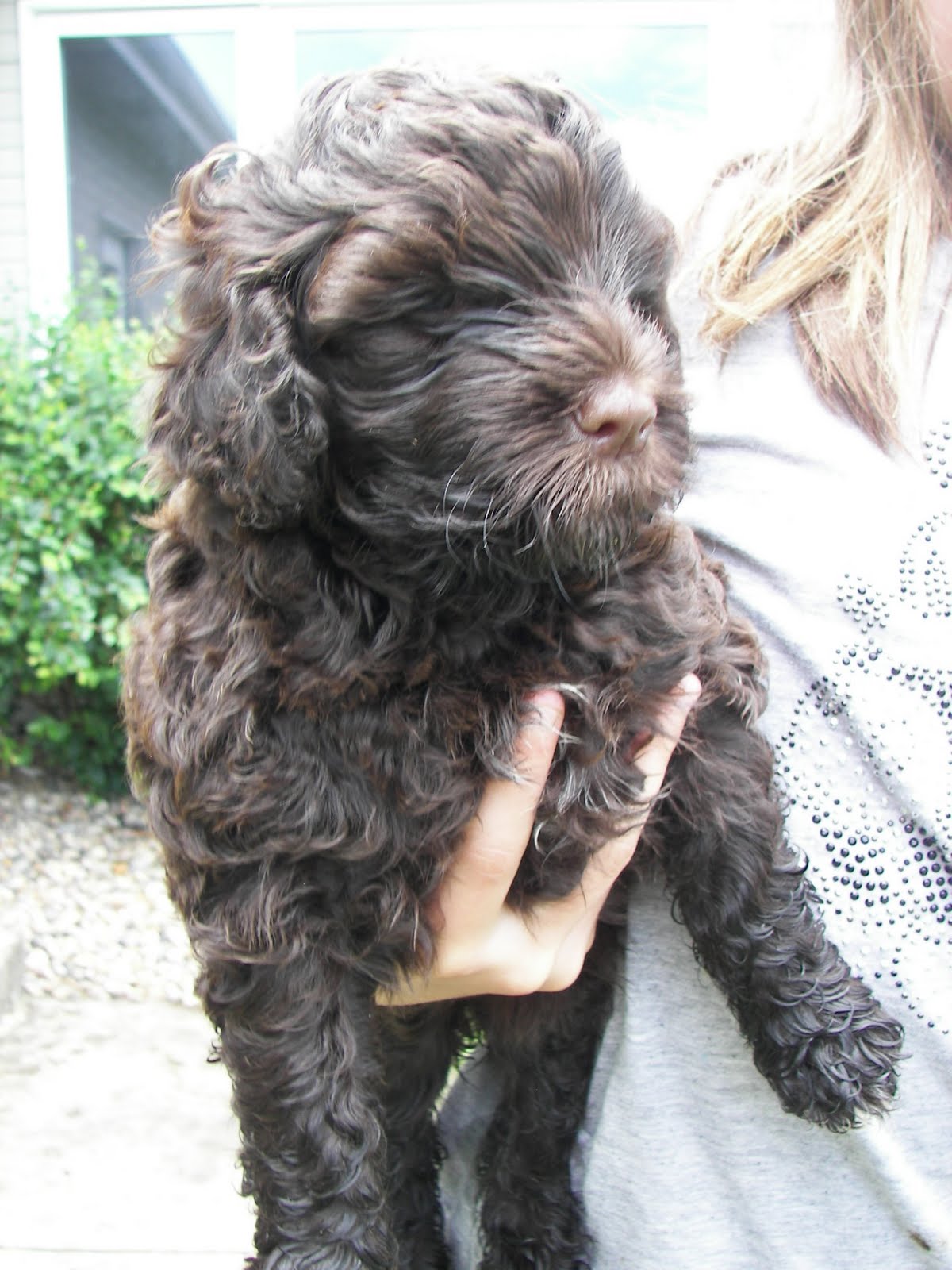 Pili Lani Portuguese Water Dogs