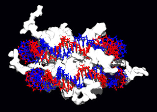 DNA'nın histonlarla (yukarıda, beyaz) etkileşimi. Bu proteinlerin bazik amino asitleri (altta solda, mavi) DNA'nın asidik fosfat gruplarına (altta sağda, kırmızı) bağlanırlar.