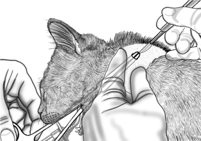 Teknik Operasi Pharyngotomy pada Hewan