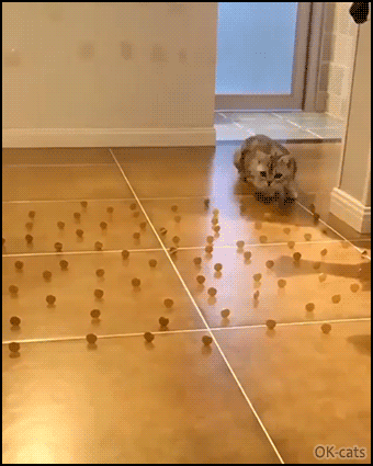 Amazing Cat GIF • Funny Quarantine challenges • Obstacle Challenge No. 8 - Cats are so clever and graceful. “What did you expect human?” Amazing Cat GIF • Funny Quarantine challenges • Obstacle Challenge No. 8 - Cats are so clever and graceful. “What did you expect human?”