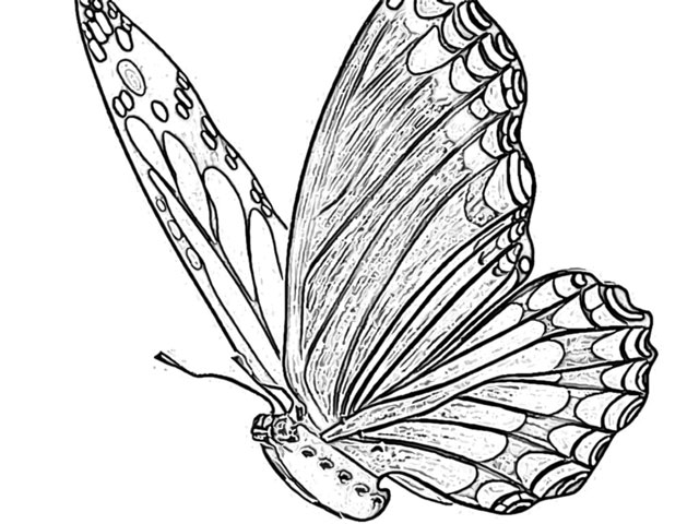 butterfly butterflies coloring pages holiday.filminspector.com