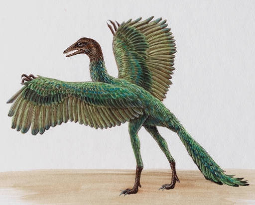 Archaeopteryx was not a Bird