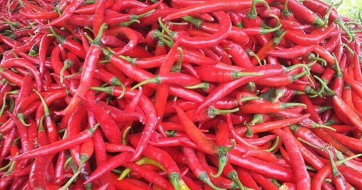 perawatan cabe merah tm