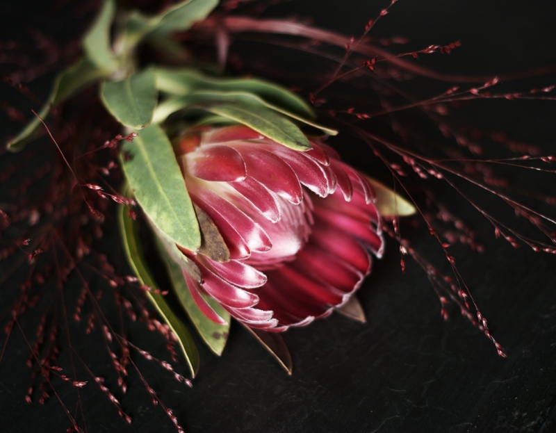 Blog + Fotografie by it's me! - Blüte einer Protea und rote Gräser