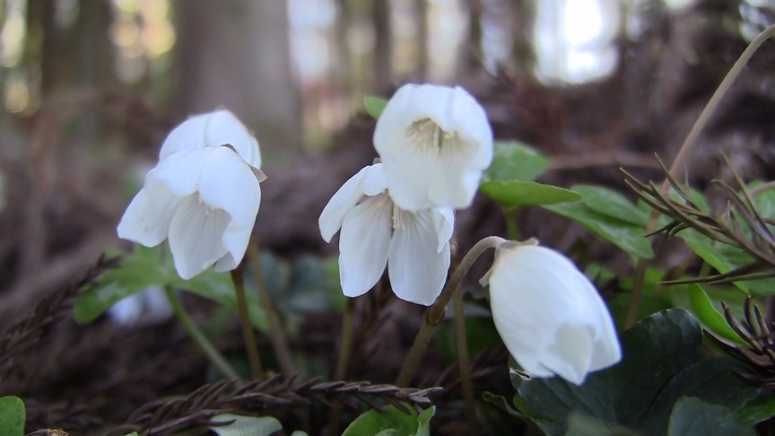 山野草 超希少緑花 ヒダカソウ ポット植え 鉢花 