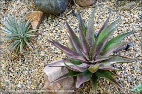 Succulents And More 2019 Mangave Roundup