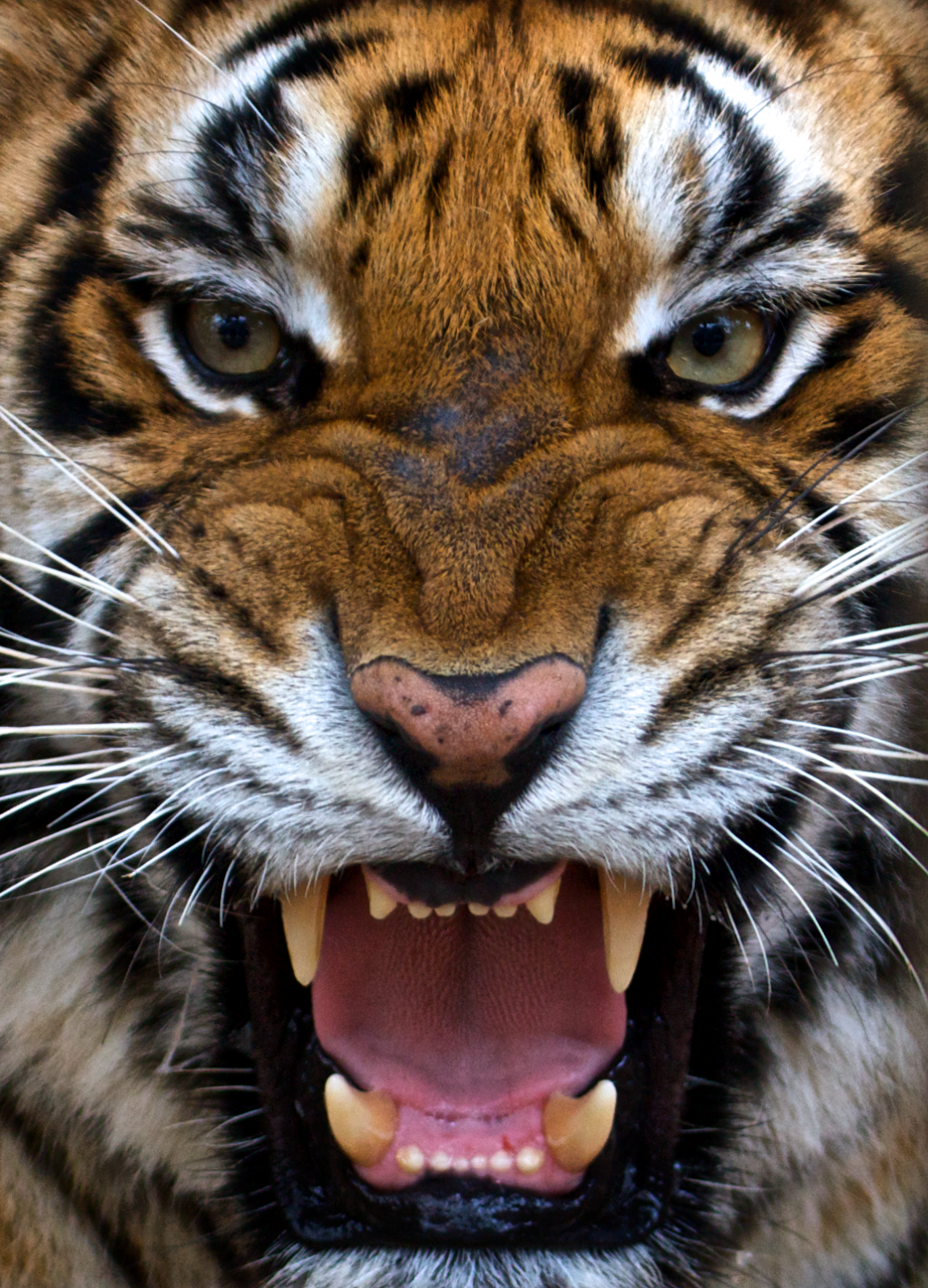 The man eater tiger of Kumaon - Champawat tiger which killed 436 people.