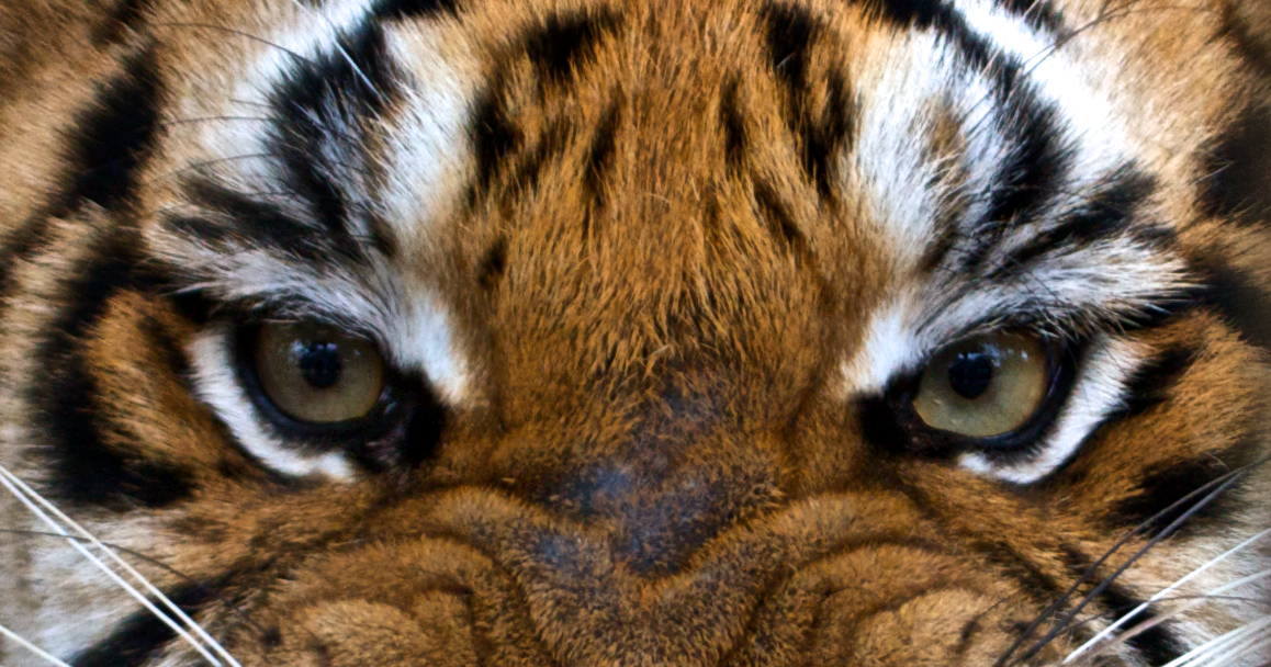 The man eater tiger of Kumaon - Champawat tiger which killed 436 people.