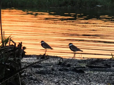 Birds of Uganda: Spur-winged Lapwing