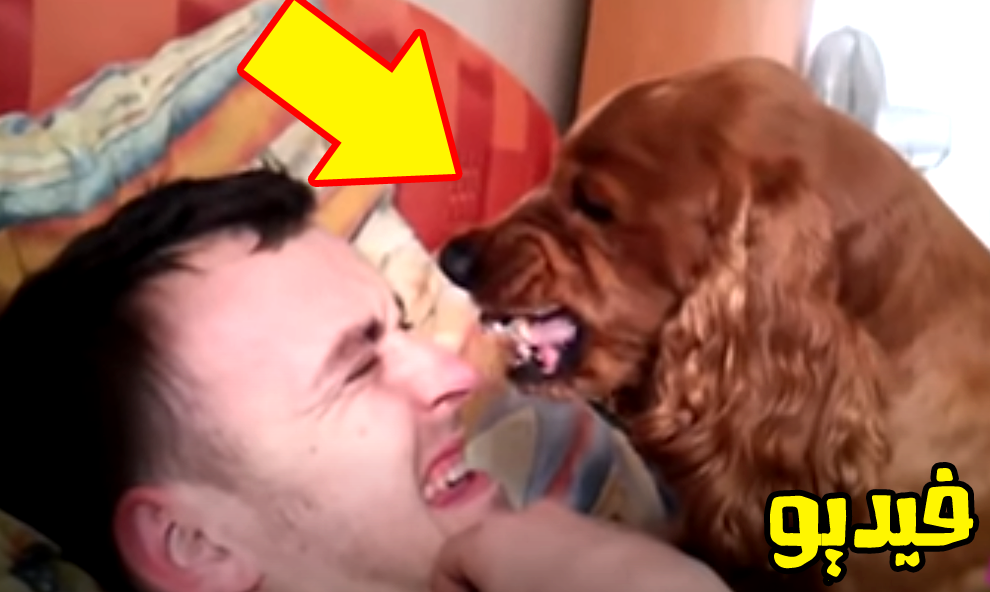 Funny dogs Funny dog