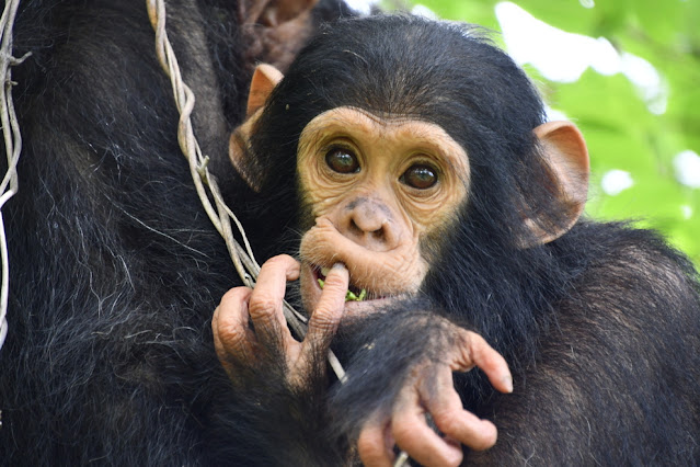 Vídeo de mãe chimpanzé abraçando filhote pela primeira vez emociona