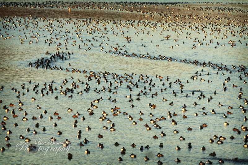 Duck Migration Lisa Bonowicz Photography duck-migration-lisa-bonowicz-photography