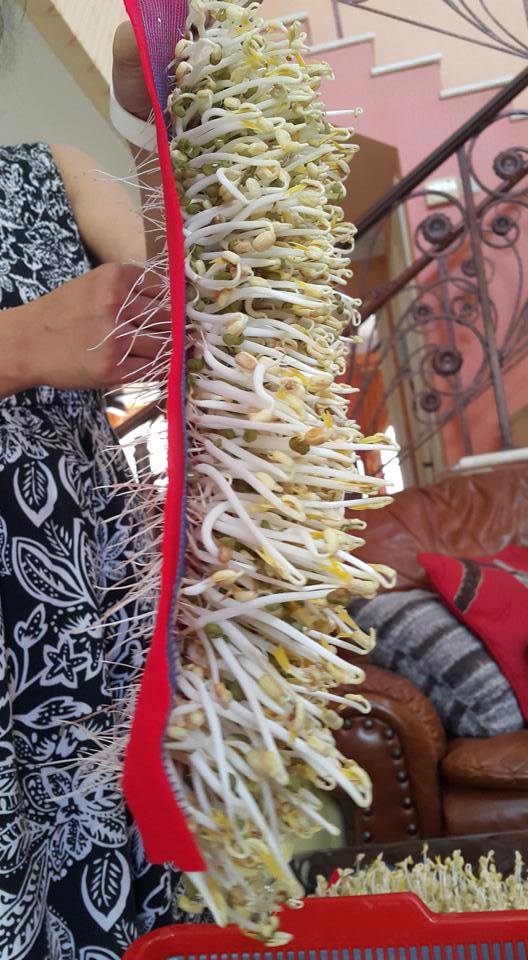 Cara Mudah Membuat Tauge / Toge di Rumah | -Petani TOP-