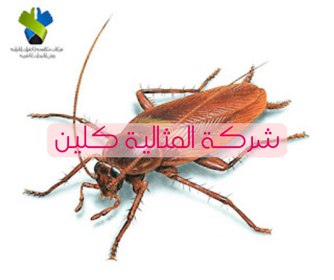 شركة مكافحة حشرات بالرياض
