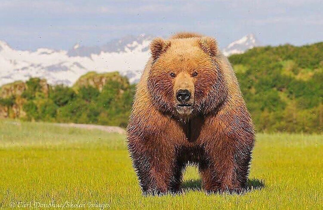Alaska Bozay s BilginCin Alaska Bozay s BilginCin