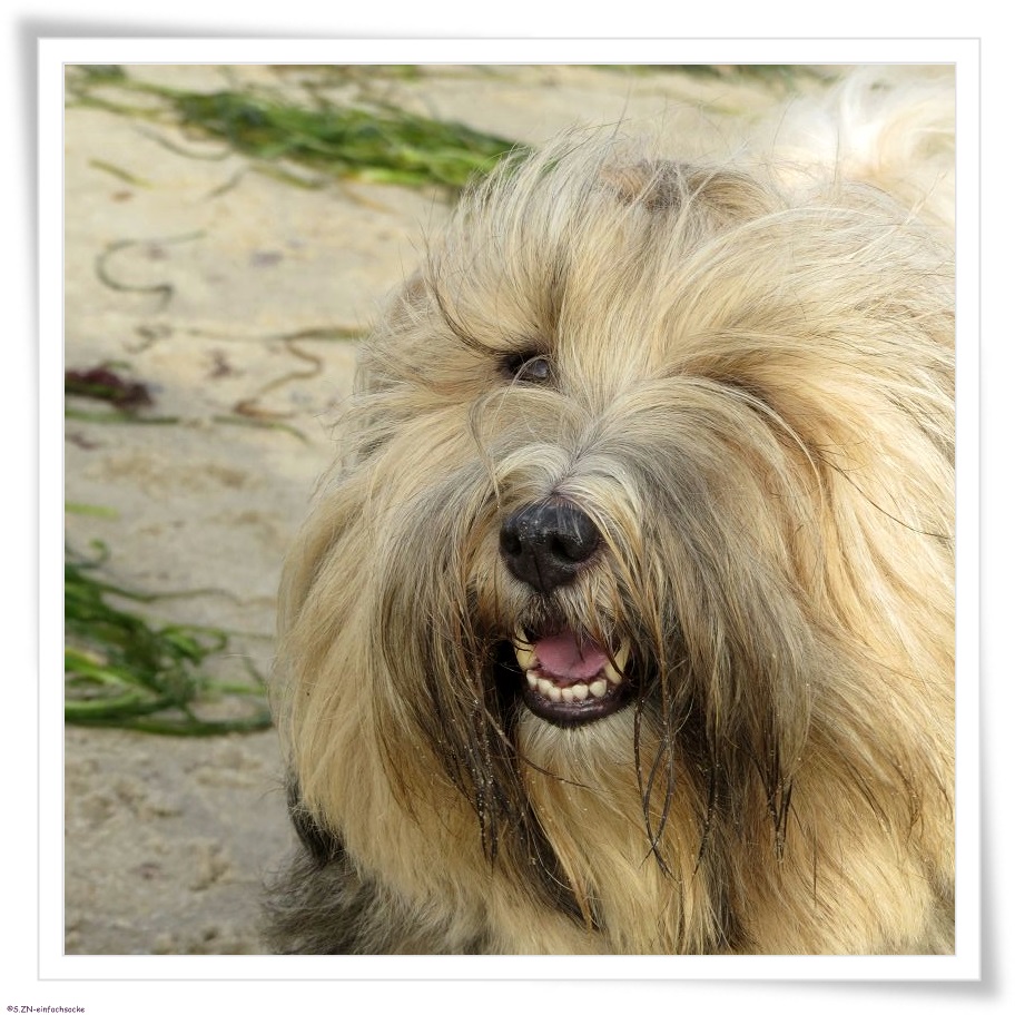 Uberraschungspaket Hund Ein Hundeblog Der Zeigt Wie